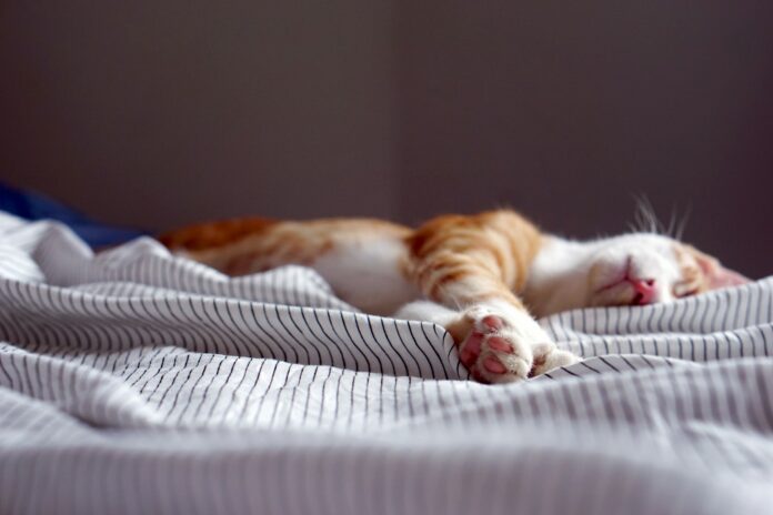 Photo by Lauren Kay orange tabby kitten sleeping on black and white striped textile