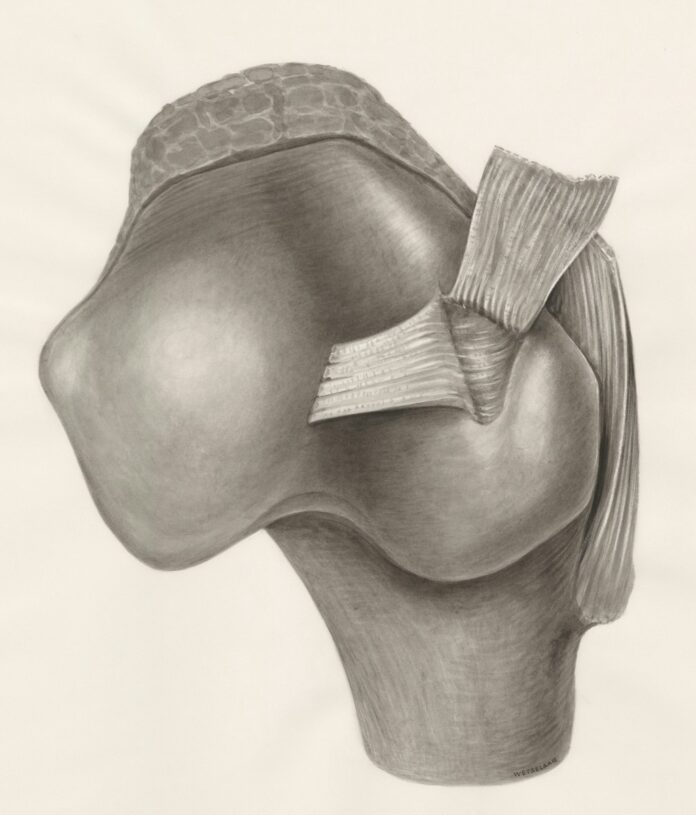 Photo by Europeana a pencil drawing of the back of a human head