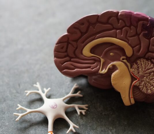 “뇌건강, 일상의 작은 변화에서 시작하세요… 최근 트렌드와 실천 루틴” human brain toy