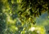 일상에 스며드는 웰니스 문화…건강한 삶 위한 실천법 뜬다 selective focus photo of green vine