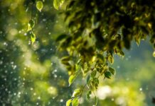 일상에 스며드는 웰니스 문화…건강한 삶 위한 실천법 뜬다 selective focus photo of green vine