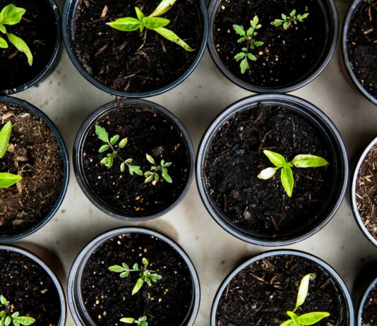 일상으로 스며드는 웰니스 문화, 작지만 확실한 건강의 변화 green leafed seedlings on black plastic pots