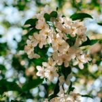 “뇌건강으로 활력 찾기, 작은 변화가 만드는 큰 차이” Sunlit white apple blossoms against a blurred green background.