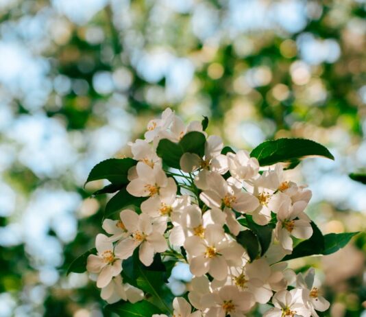 “뇌건강으로 활력 찾기, 작은 변화가 만드는 큰 차이” Sunlit white apple blossoms against a blurred green background.