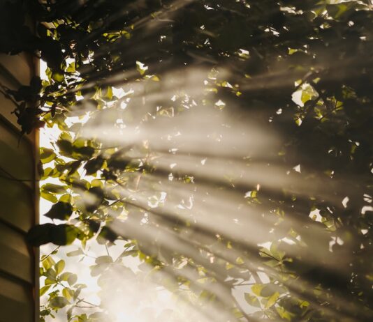 만성피로, 생활 습관 변화로 극복… “작지만 꾸준한 실천이 해답” sun rays coming through trees