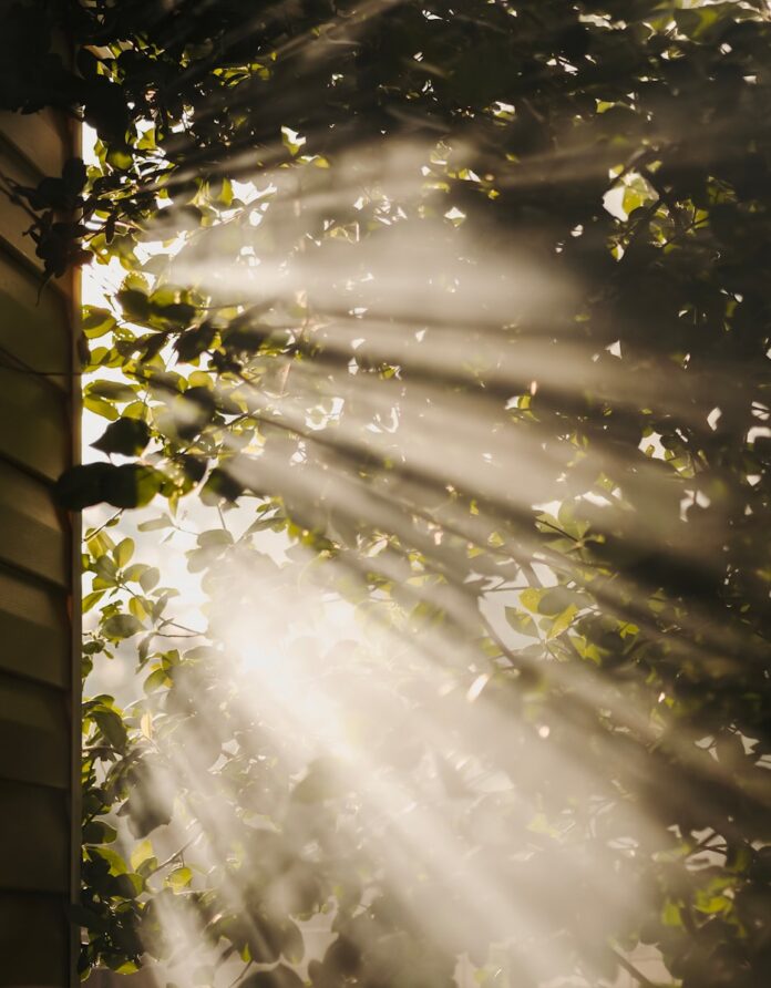 Photo by Victoria Medvedeva sun rays coming through trees