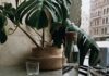 홈 카페 시대, 건강하게 커피를 즐기는 새로운 습관 뜬다 clear glass bottle near cappucino
