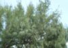 집 근처 산책로가 나만의 헬스장…‘슬로우 워킹’ 열풍 속 실천법 Winding path with a white fence under tall green trees