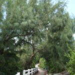 집 근처 산책로가 나만의 헬스장…‘슬로우 워킹’ 열풍 속 실천법 Winding path with a white fence under tall green trees
