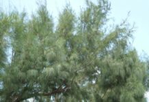 집 근처 산책로가 나만의 헬스장…‘슬로우 워킹’ 열풍 속 실천법 Winding path with a white fence under tall green trees